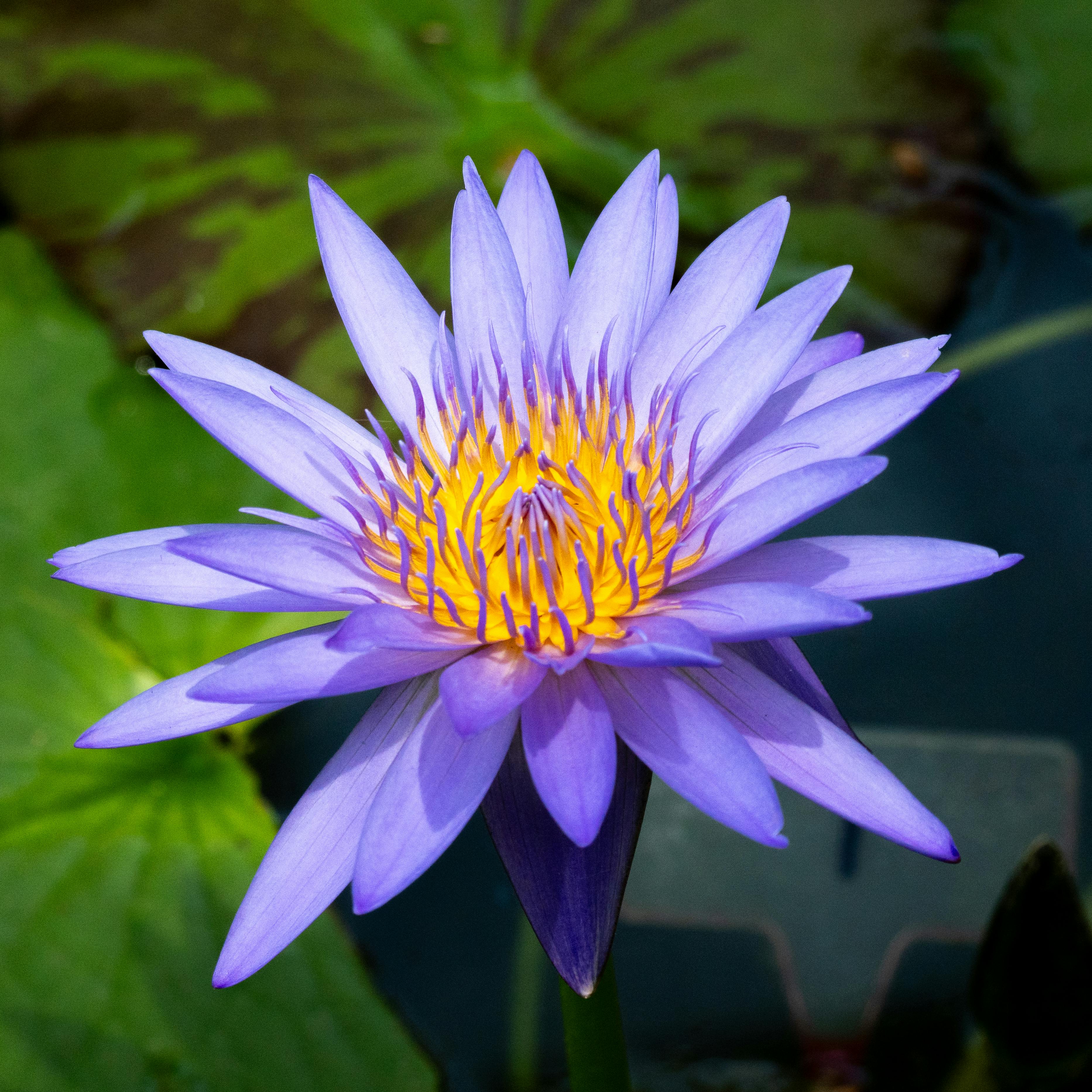 Vibrant Purple Water Lily in Bloom · Free Stock Photo, image size:3731x3731
