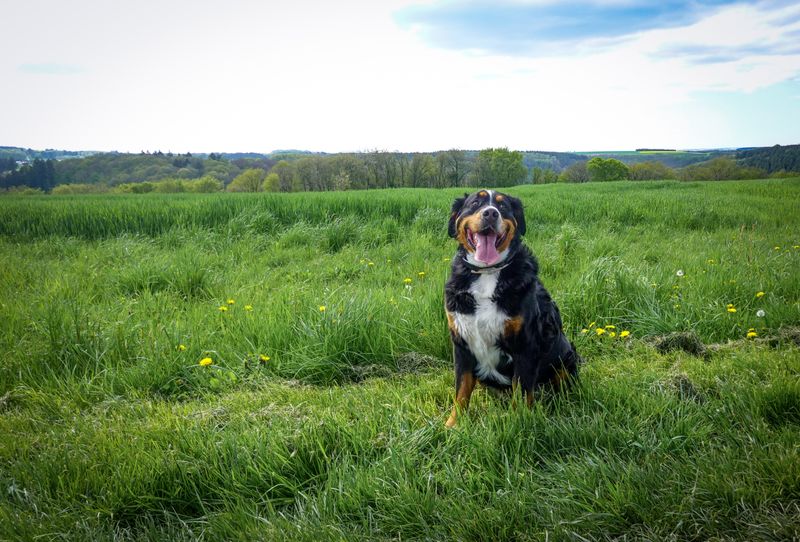 Alfie - photo 1