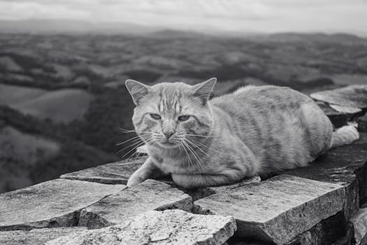 Black and white photo of an orange tabby cat lying on a stone wall in a scenic landscape.