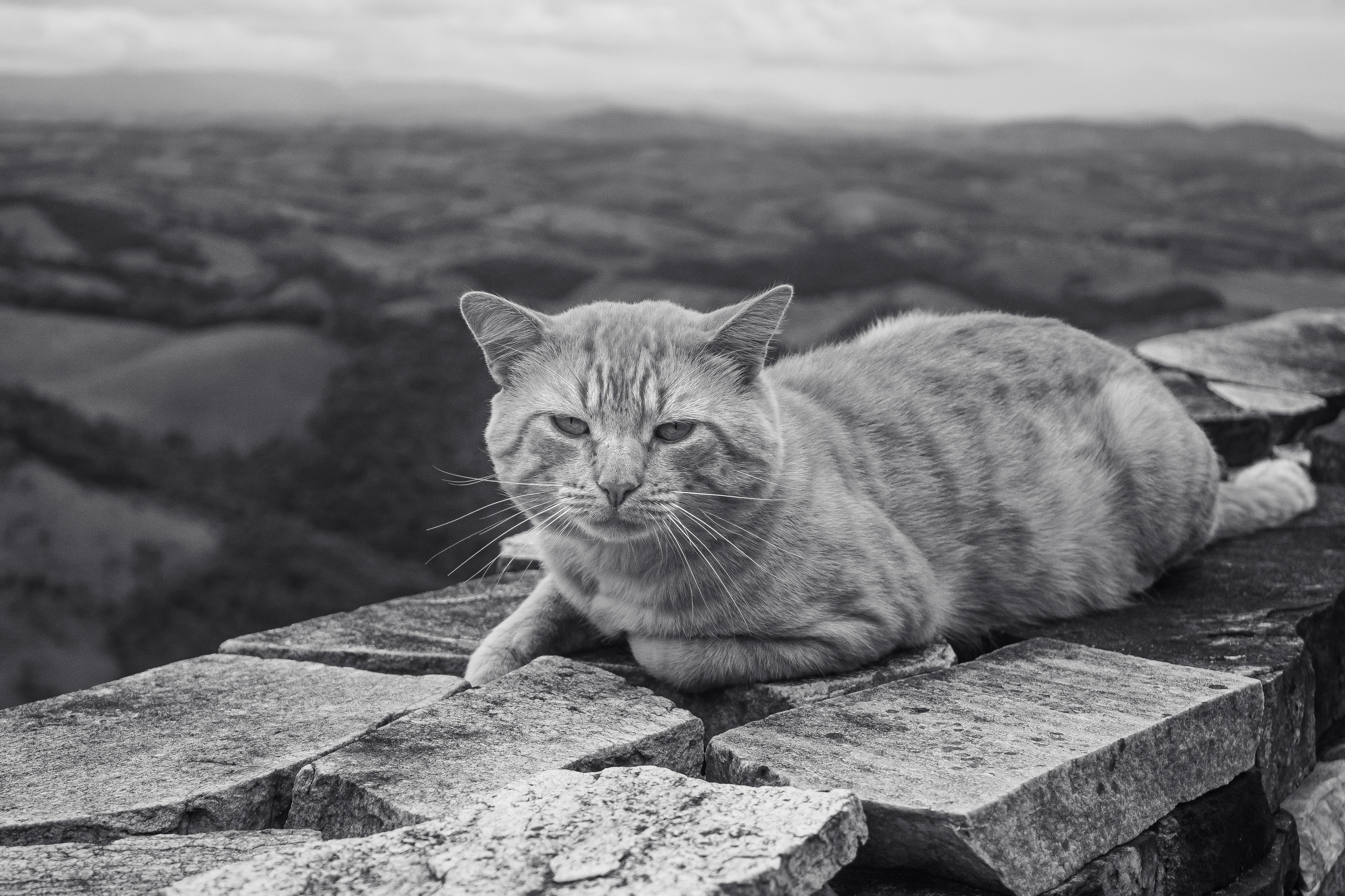 Orange Tabby Cat Resting on Stone Wall · Free Stock Photo