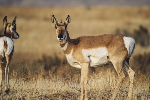 Two Brown Deer on Field