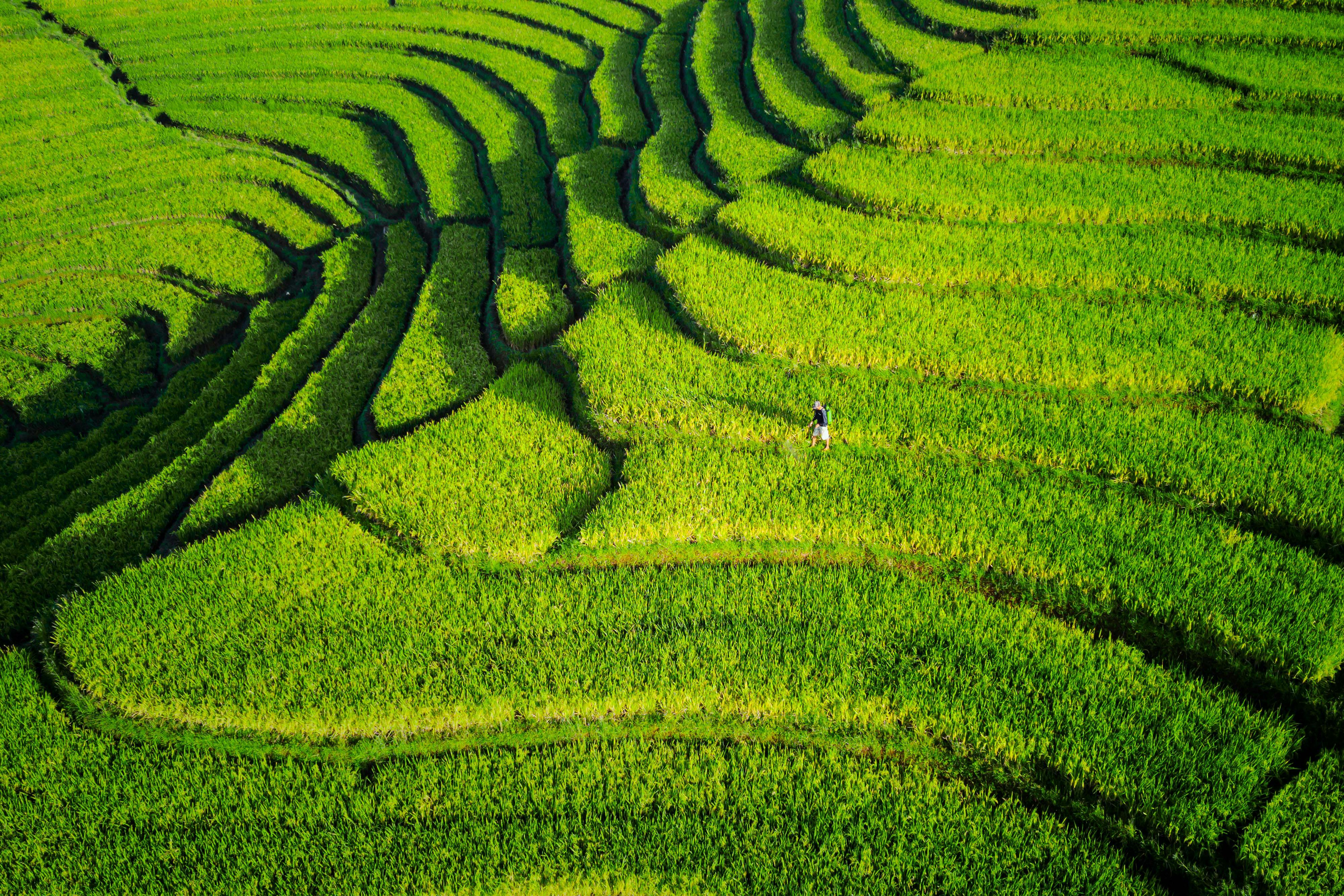Aerial shot of vibrant green rice terraces with a lone farmer in Bengkulu, Indonesia, during summer.