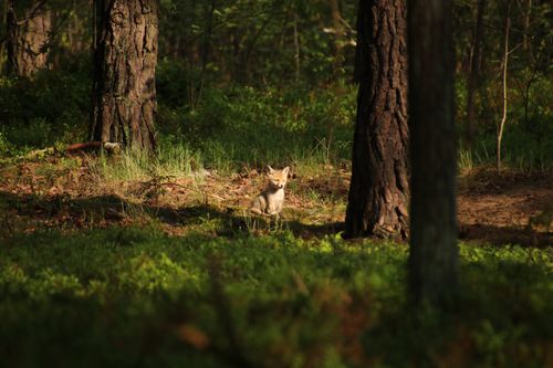 Free stock photo of babyfox, cutefoxes, forestanimals Stock Photo