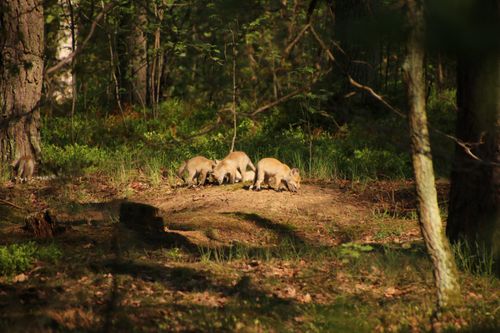 Free stock photo of babyfox, cutefoxes, forestanimals Stock Photo