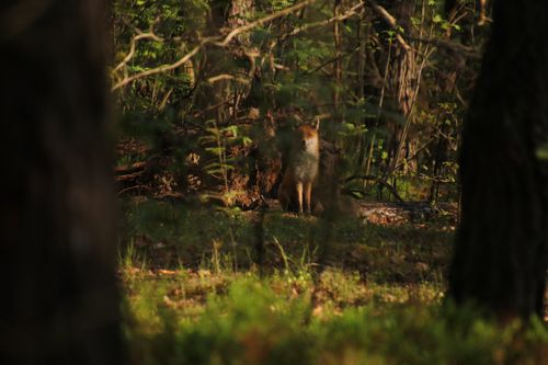 Free stock photo of babyfox, cutefoxes, forestanimals Stock Photo