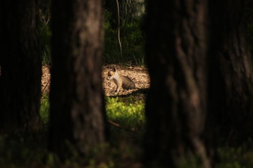 Free stock photo of babyfox, cutefoxes, forestanimals Stock Photo