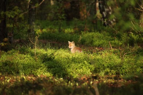Free stock photo of babyfox, cutefoxes, forestanimals Stock Photo
