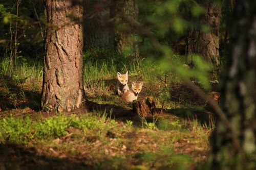 Free stock photo of babyfox, cutefoxes, forestanimals Stock Photo