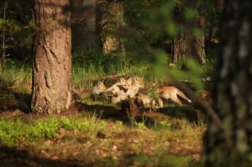Free stock photo of babyfox, cutefoxes, forestanimals Stock Photo