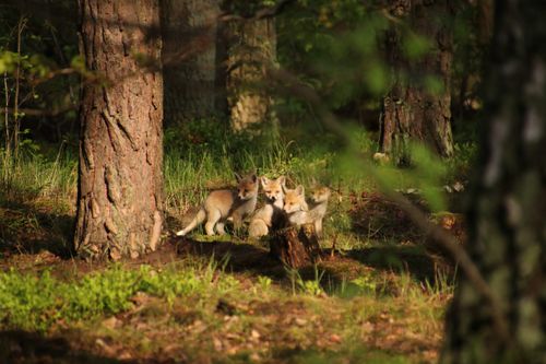 Free stock photo of babyfox, cutefoxes, forestanimals Stock Photo