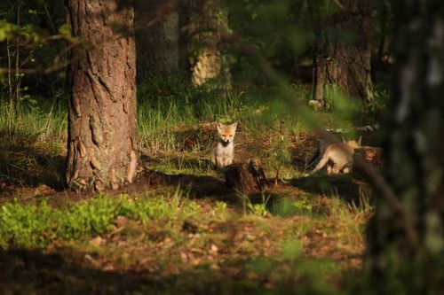 Free stock photo of babyfox, cutefoxes, forestanimals Stock Photo