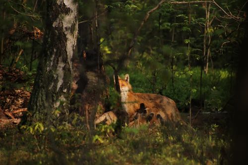 Free stock photo of babyfox, cutefoxes, forestanimals Stock Photo