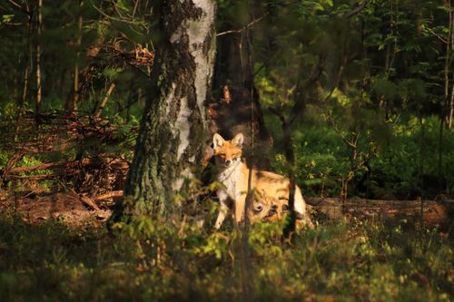 Free stock photo of babyfox, cutefoxes, forestanimals Stock Photo