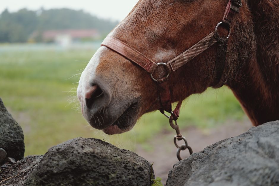 how do farriers treat thrush
