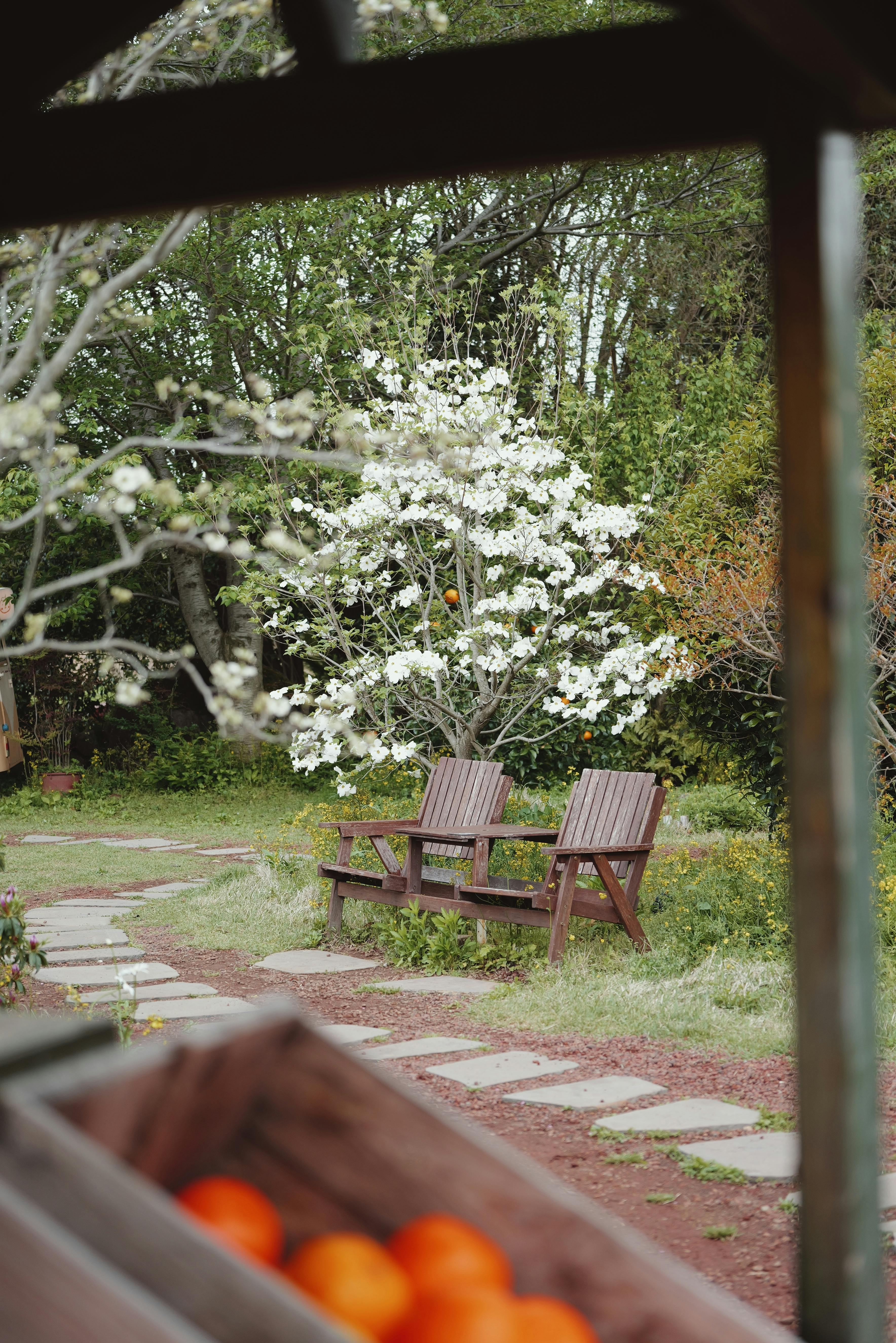 Serene garden scene with wooden benches and blooming tree, ideal for relaxation.