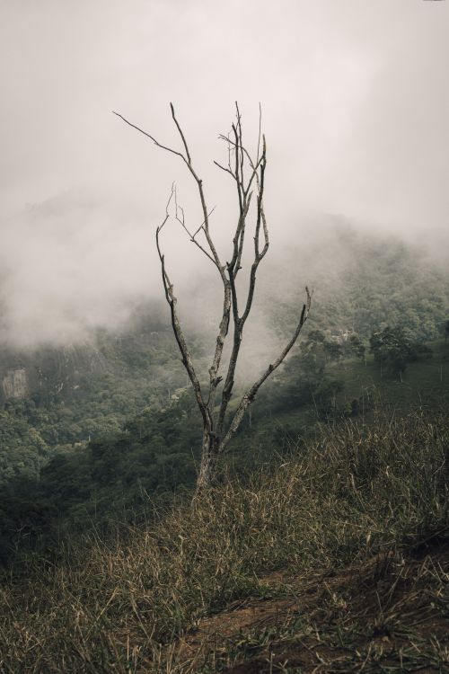 Free A lone tree stands against misty mountains, creating a serene and moody atmosphere in nature. Stock Photo