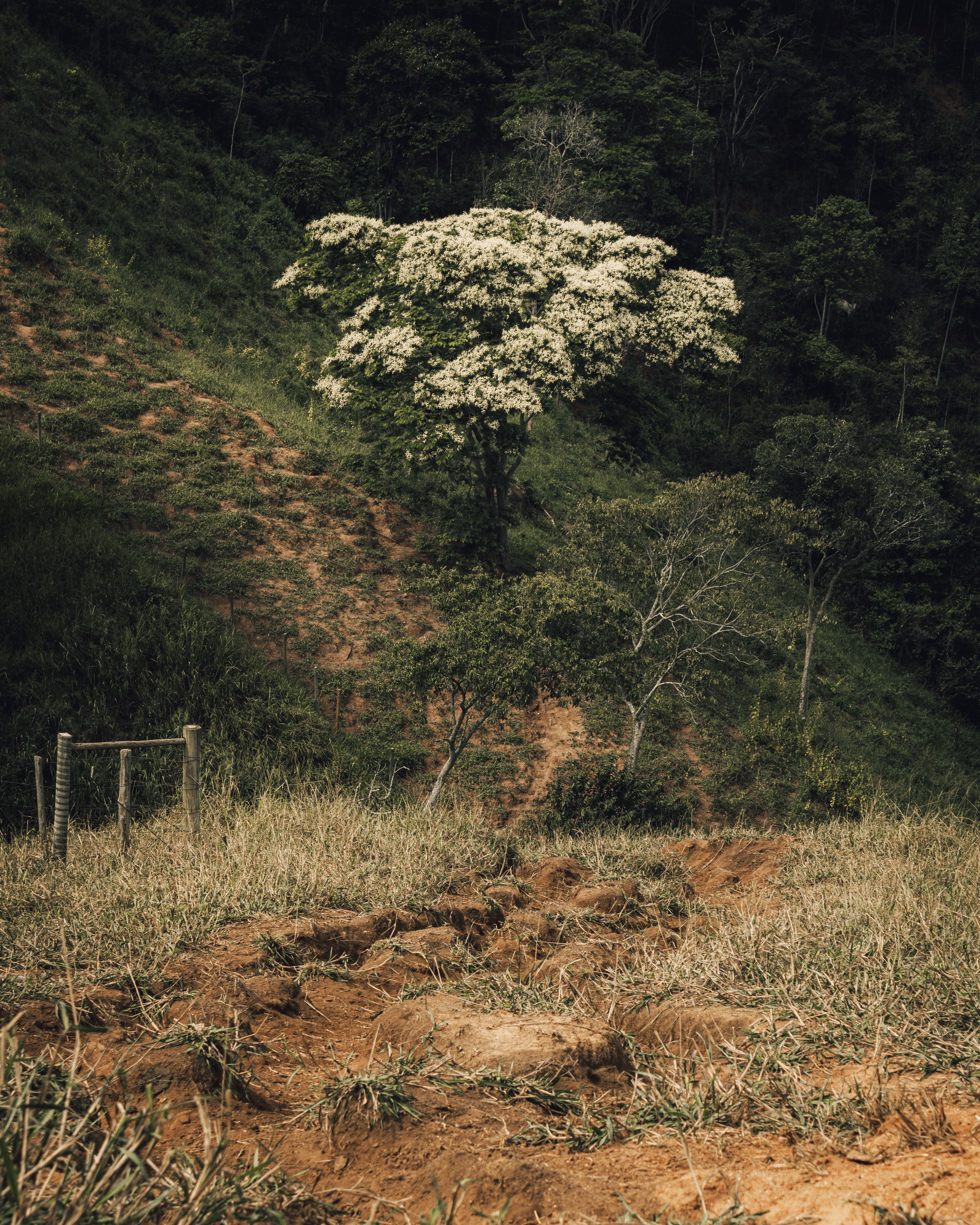 Solitary Blooming Tree on a Hillside Landscape · Free Stock Photo