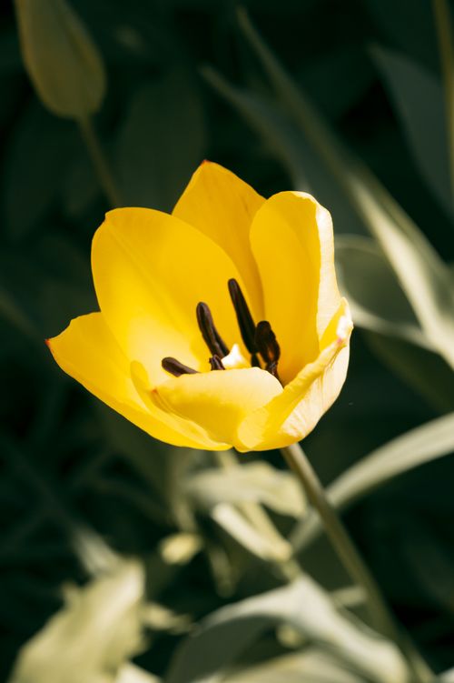 Free Bright yellow tulip bloom with green foliage, captured in spring daylight. Stock Photo