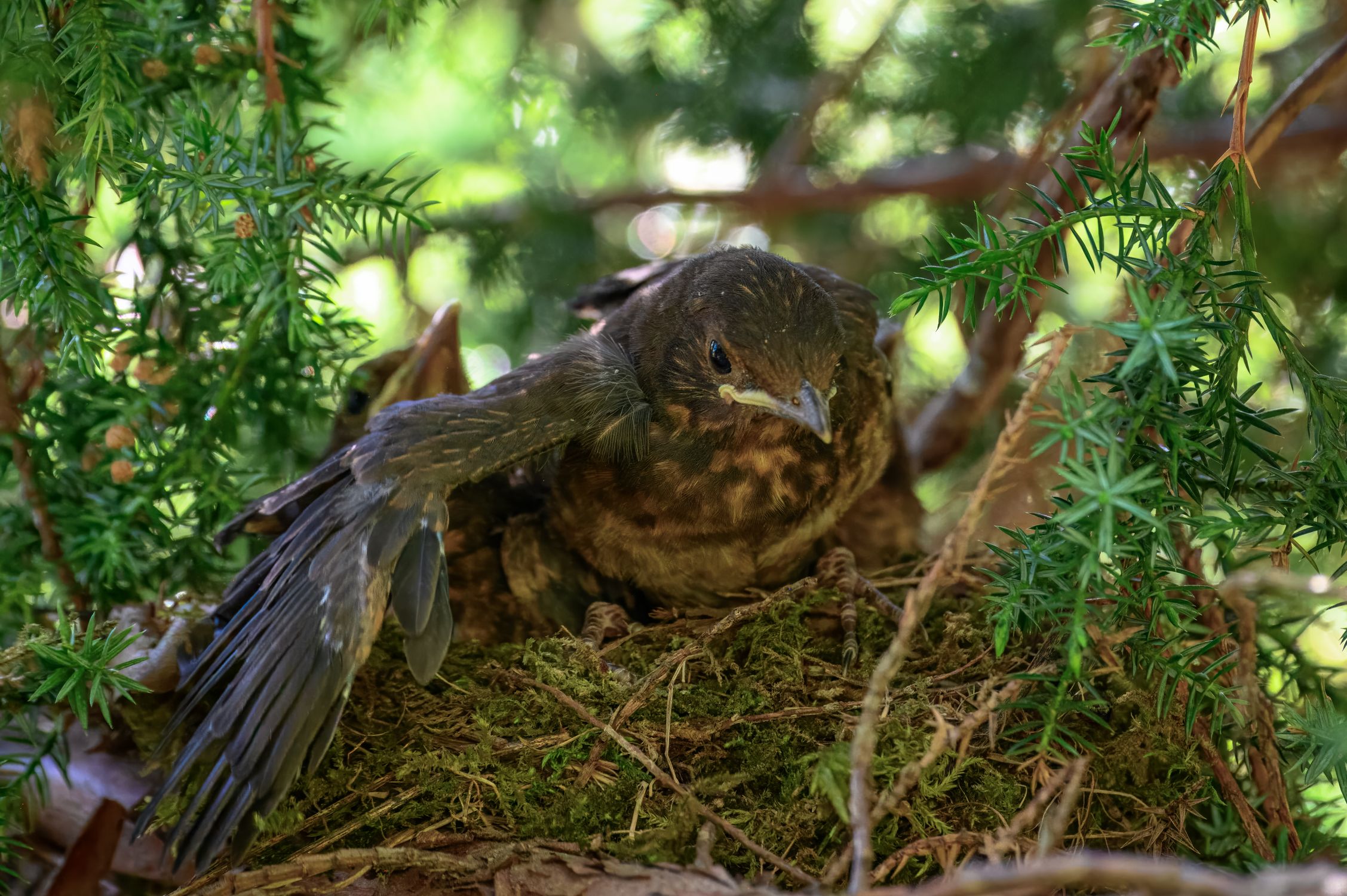 Close Up Of A Blackbird Nest In Evergreen Tree Free Stock Photo close-up-of-a-blackbird-nest-in-evergreen-tree-free-stock-photo
