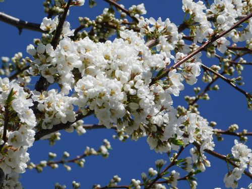 Free White cherry blossoms blooming against a vivid blue sky in spring. Stock Photo