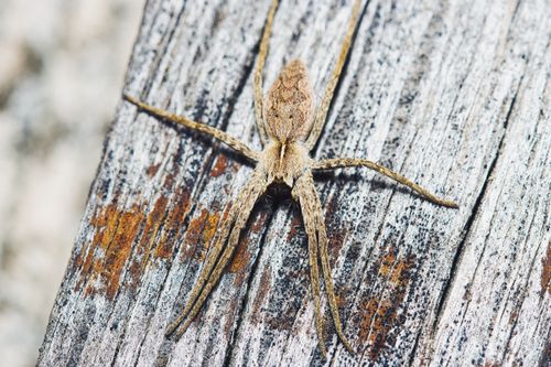 Free Close-up of a brown spider on textured wood, showcasing intricate details in a natural habitat. Stock Photo