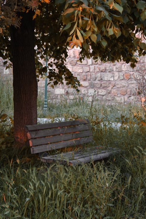 Free Peaceful wooden bench under a tree in a quiet, grassy park setting. Stock Photo