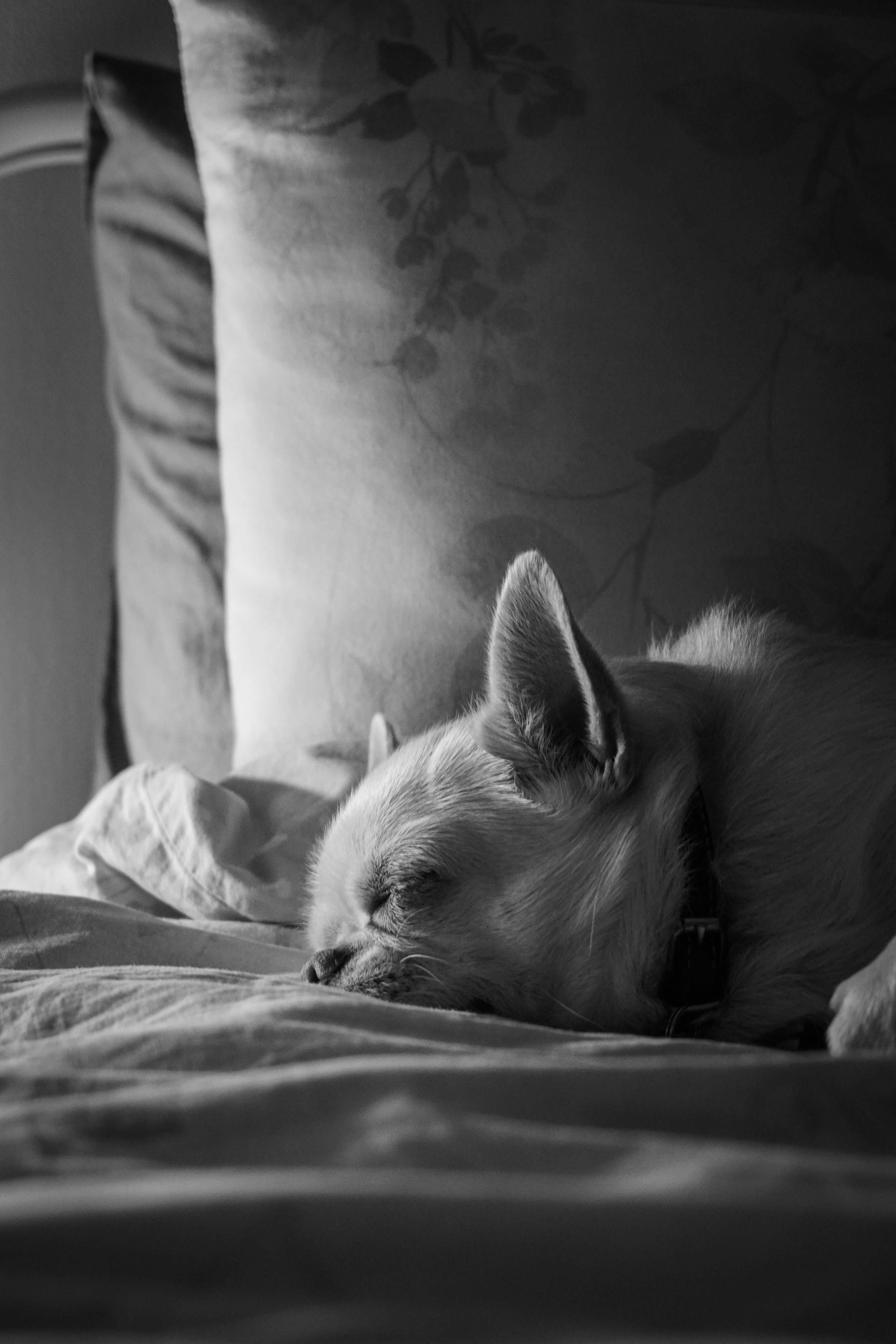 A black and white image of a Chihuahua sleeping peacefully on a soft bed, exuding calm and tranquility.