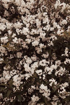 Close-up view of a dense cluster of white flowers in full bloom with lush green foliage.