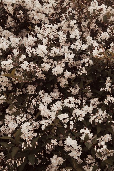 Close-up view of a dense cluster of white flowers in full bloom with lush green foliage.