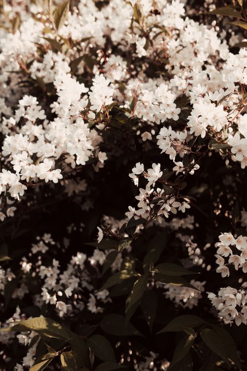 Free A beautiful display of white blossoms in springtime, creating a serene natural scene. Stock Photo