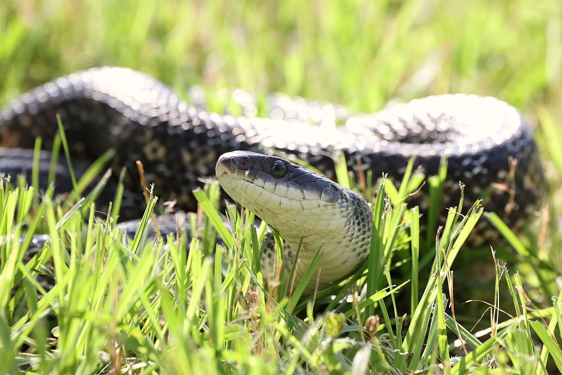 A rat snake slithers through sunlit grass, showcasing its natural beauty.