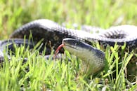 Close-up of a Rat Snake in Natural Habitat