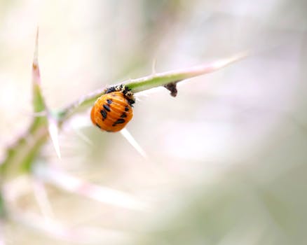 Detailed macro shot of a ladybug pupa on a thorny twig, showcasing nature's delicate transformations.