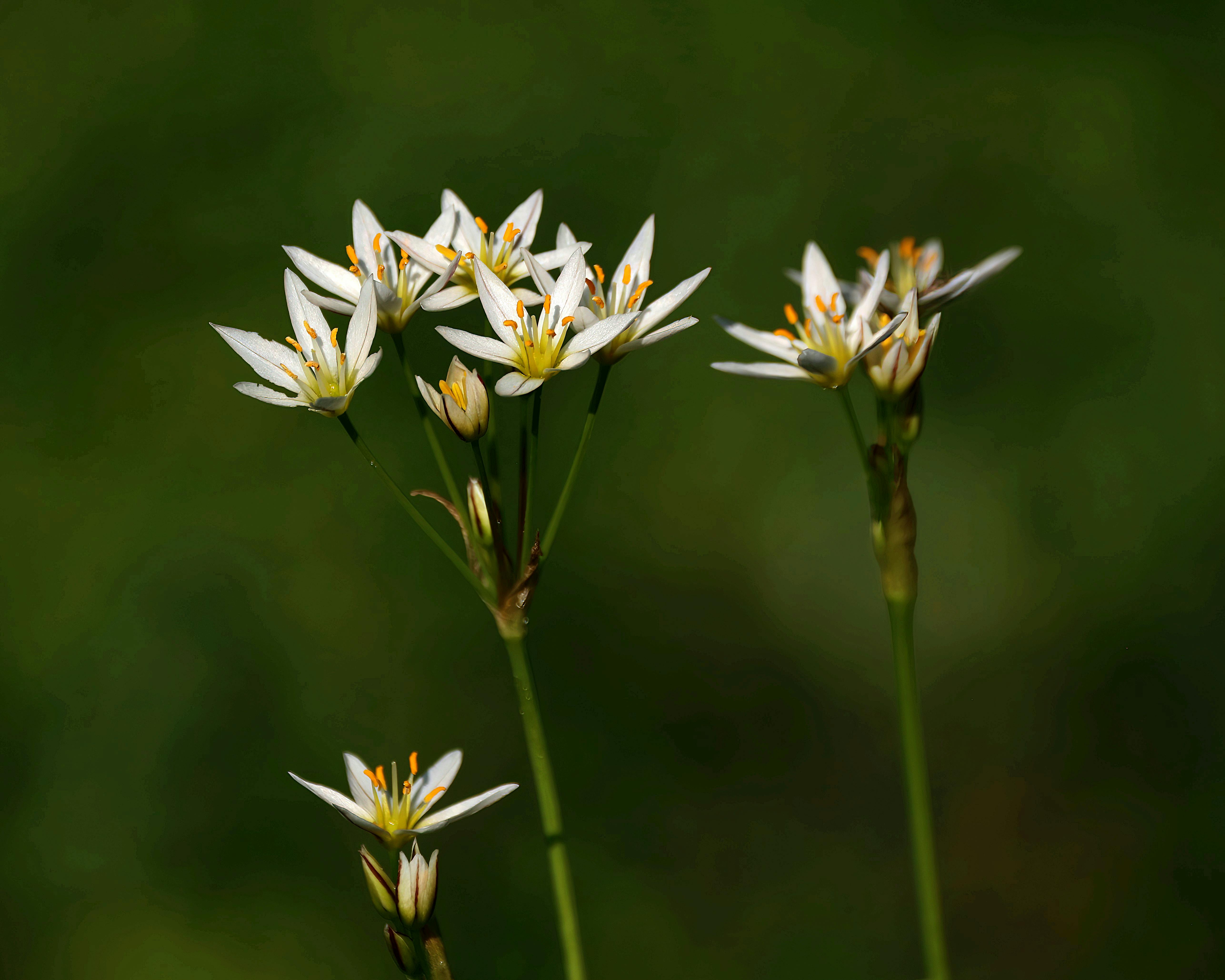 Top 7 B&auml;rlauch-Hacker-Erfahrungen 2026: Test & Vergleich