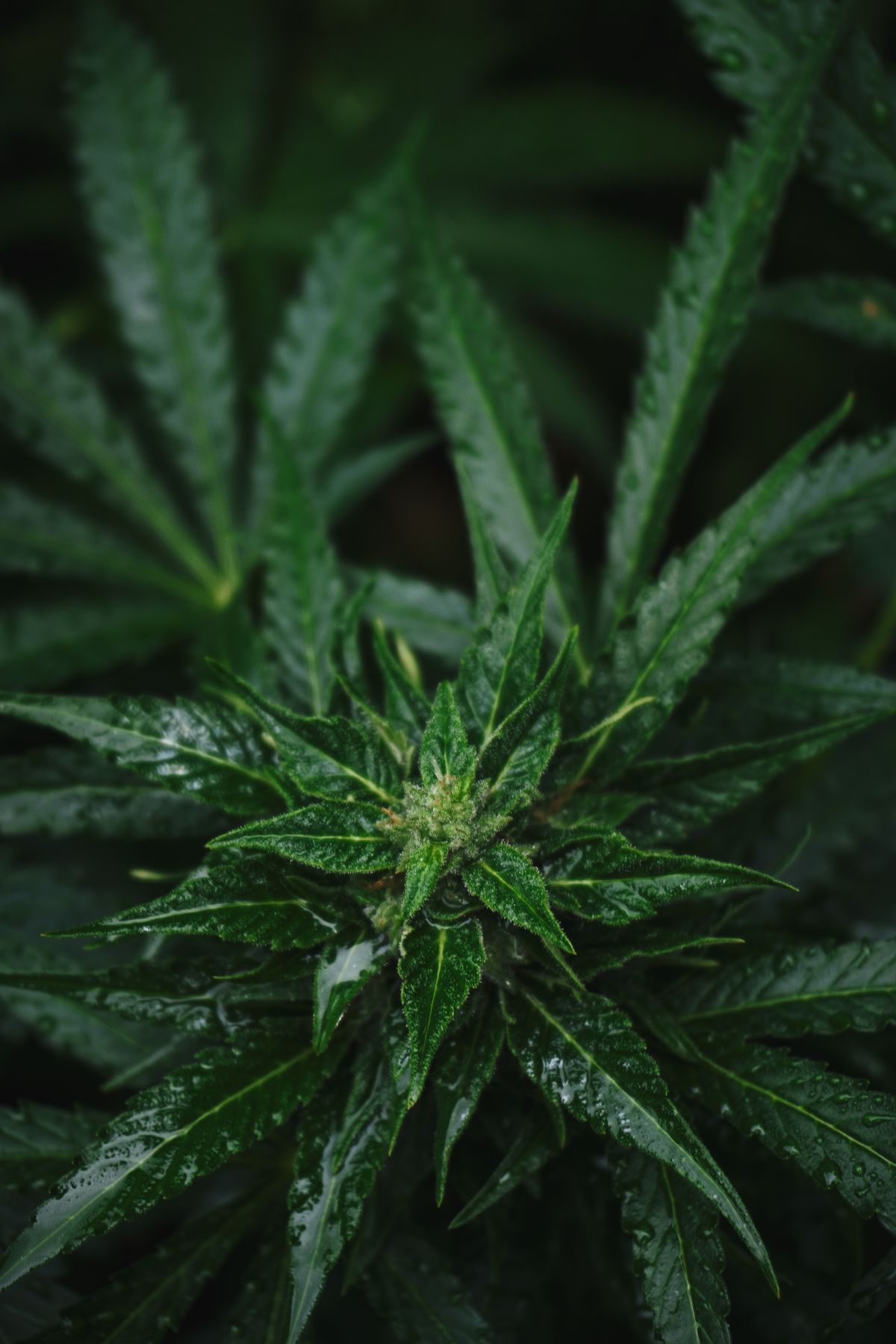 Cannabis Blaetter in Nahaufnahme zur Diagnose von Maengelerscheinungen und Nährstoffproblemen