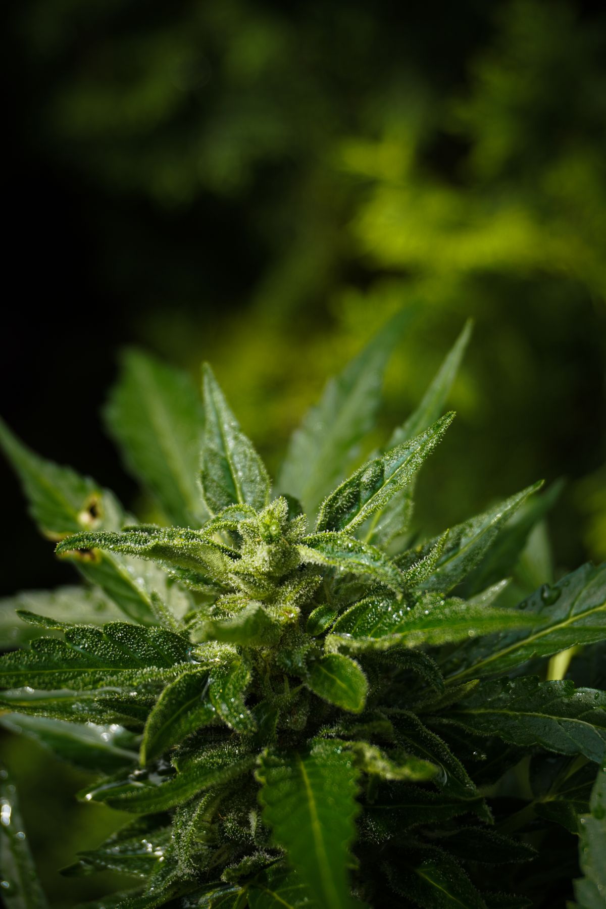 Makroaufnahme einer Cannabisbluete mit echten Trichomen als Qualitaetscheck gegen gestrecktes Cannabis