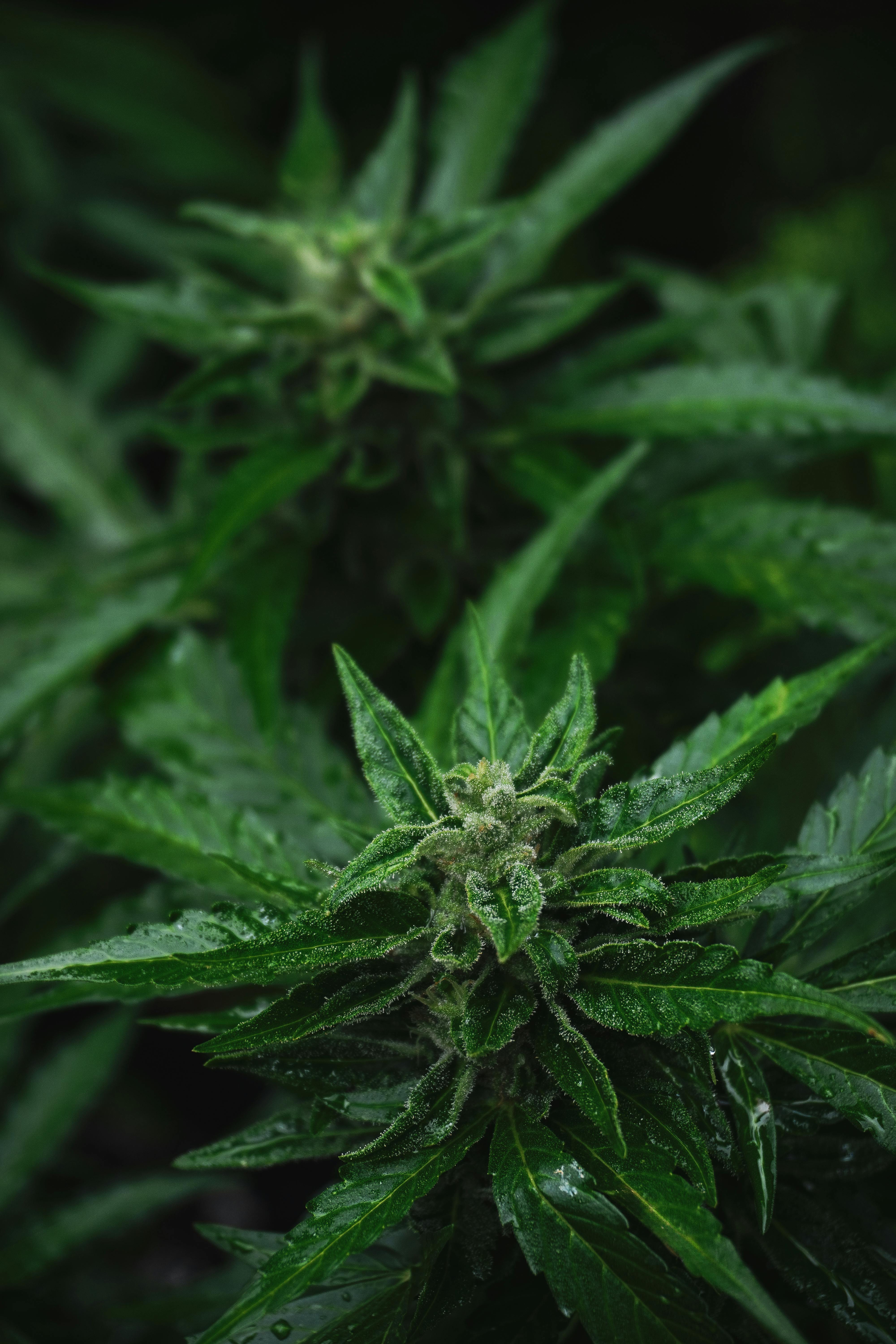 5 MINUTE VULVA ANATOMY VIDEO visual data 2