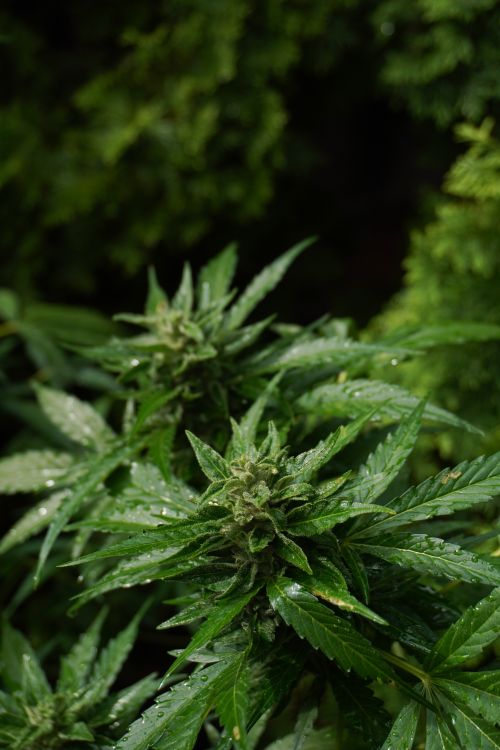 Free Close-up of fresh cannabis plant with dewdrops, highlighting its natural beauty and medical potential. Stock Photo