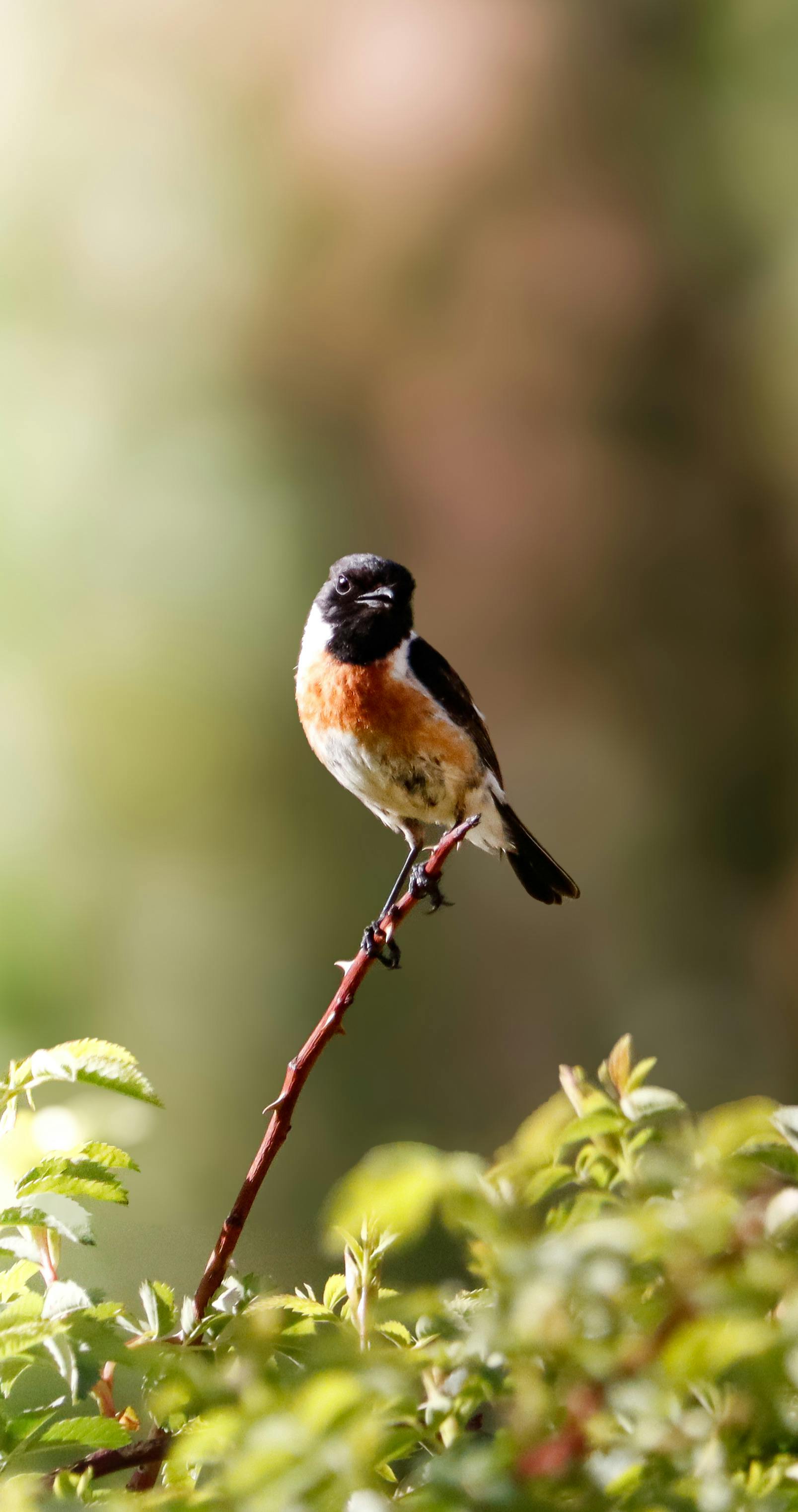 A vibrant European stonechat perched on a branch with a blurry green background.