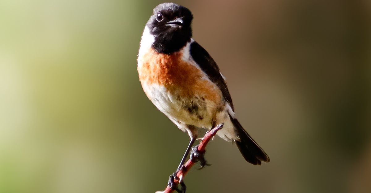 Por qué el canto de las aves es más que comunicación biológica Por qué el canto de las aves es más que comunicación biológica