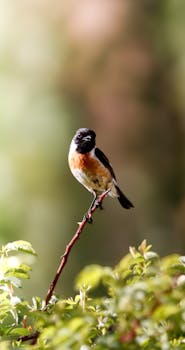 A vibrant European stonechat perched on a branch with a blurry green background.