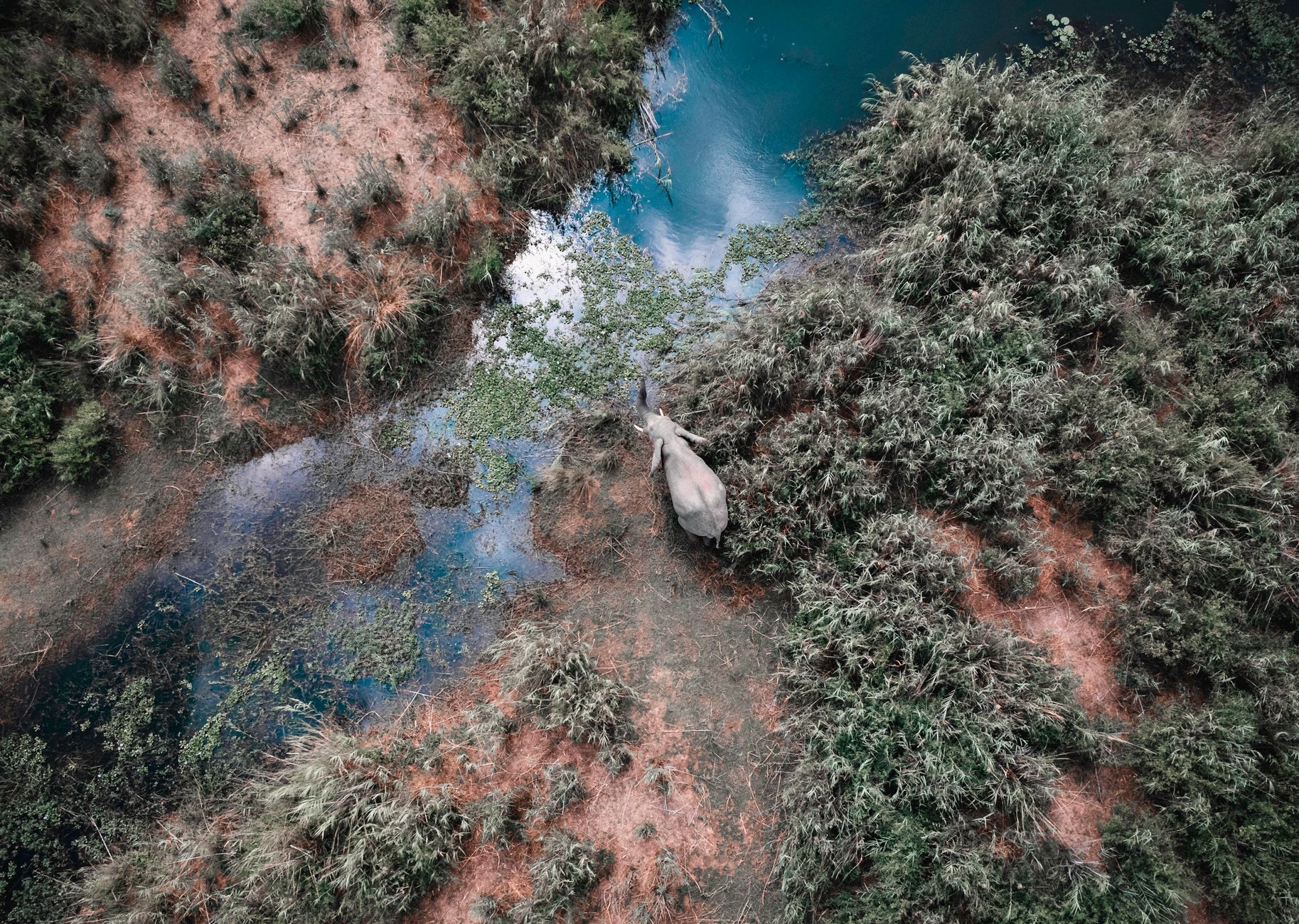 Captivating aerial shot of an African elephant roaming the lush wetlands in Lusaka Province, Zambia.