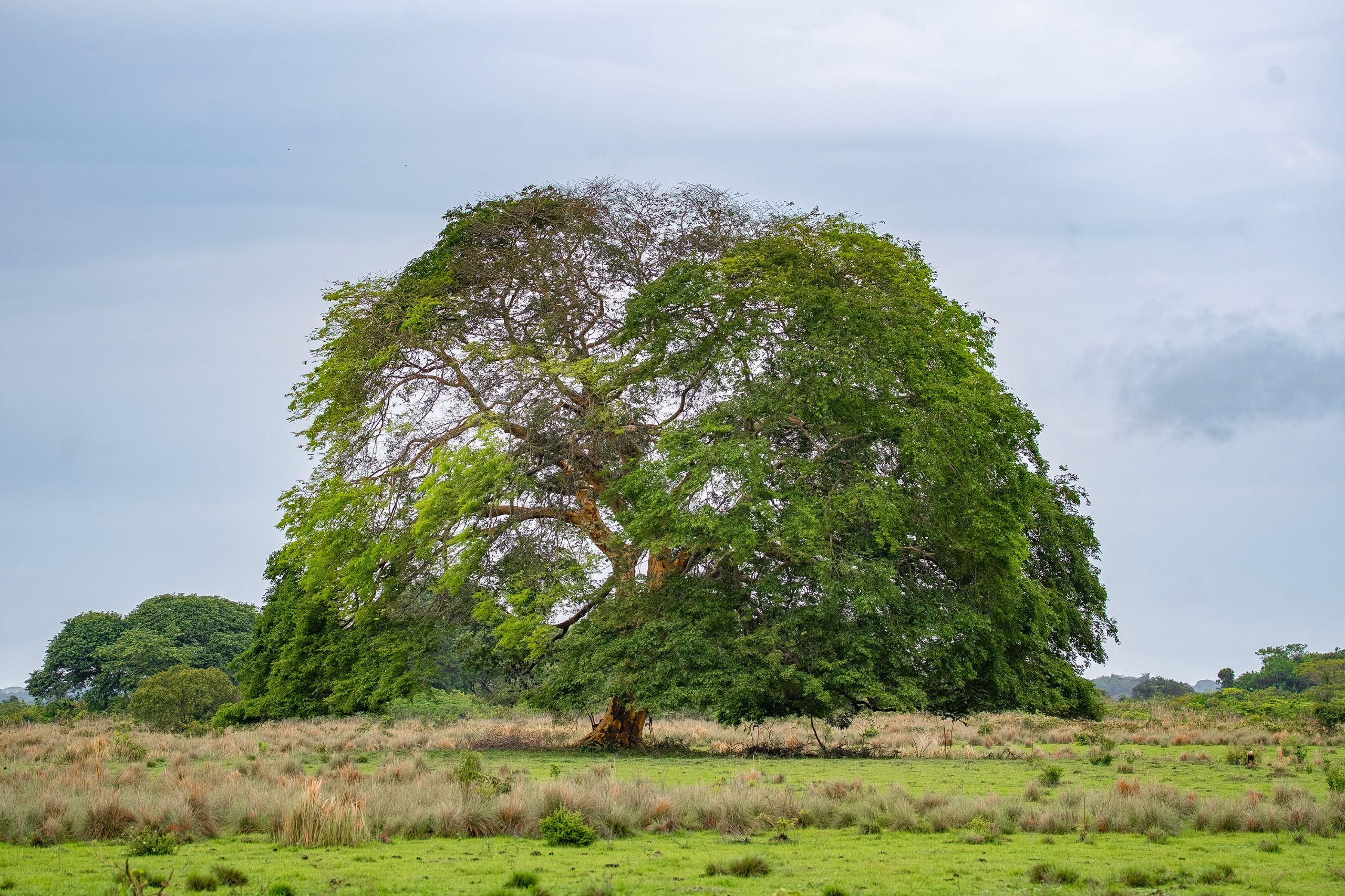 A vast Samán tree stands alone in the lush plains of Arauca, Colombia.