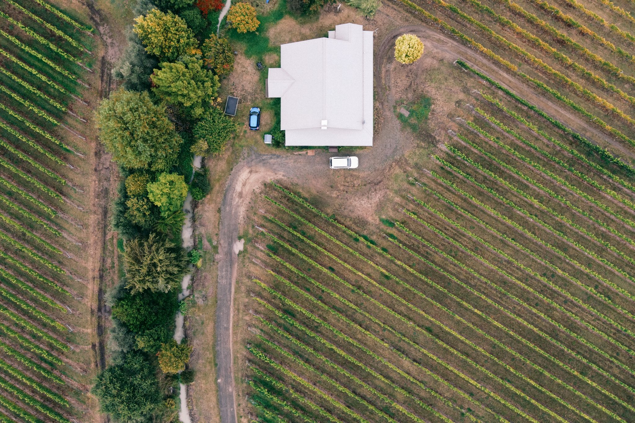 Vineyard rows and wine glasses at a winery