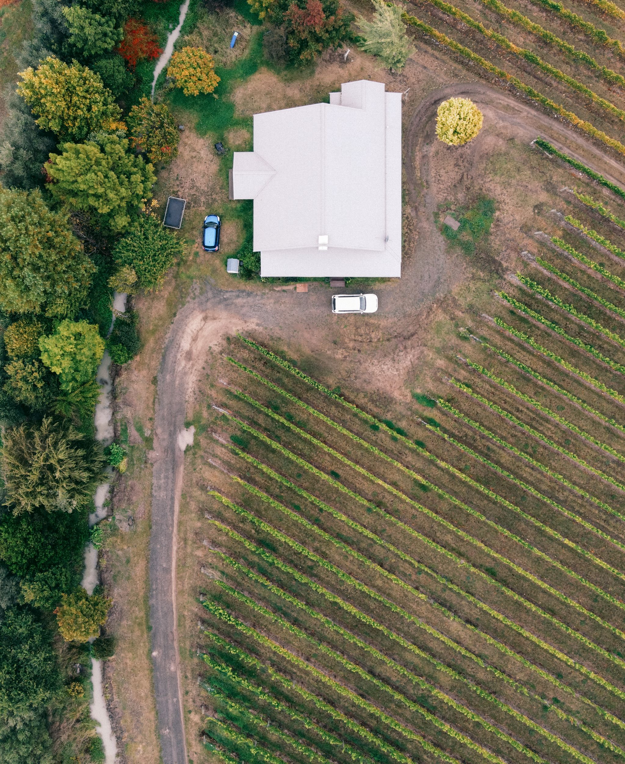 Vineyard rows and wine glasses at a winery