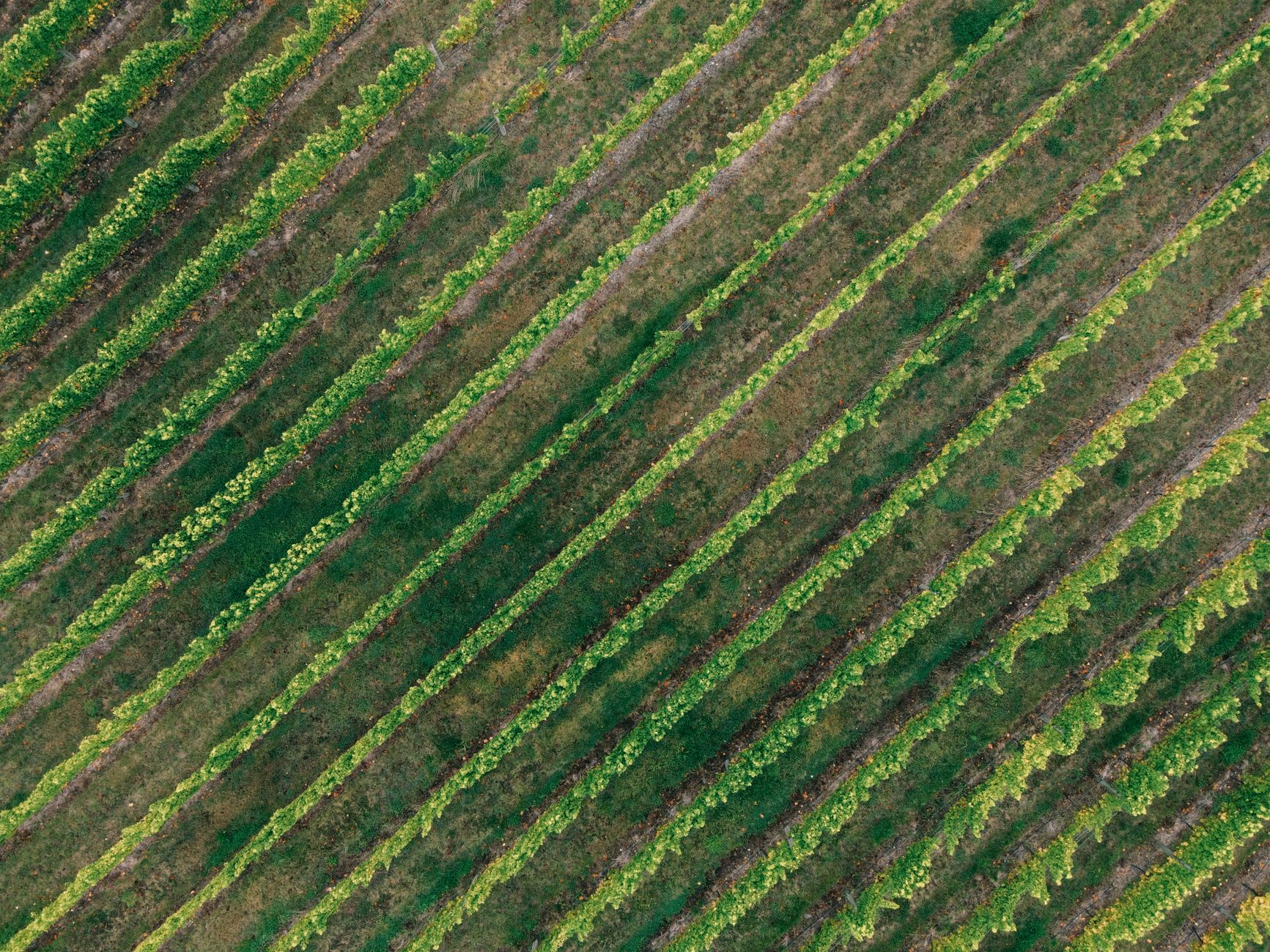 Agronegócio da Região de Apucarana Bate Recorde de Faturamento