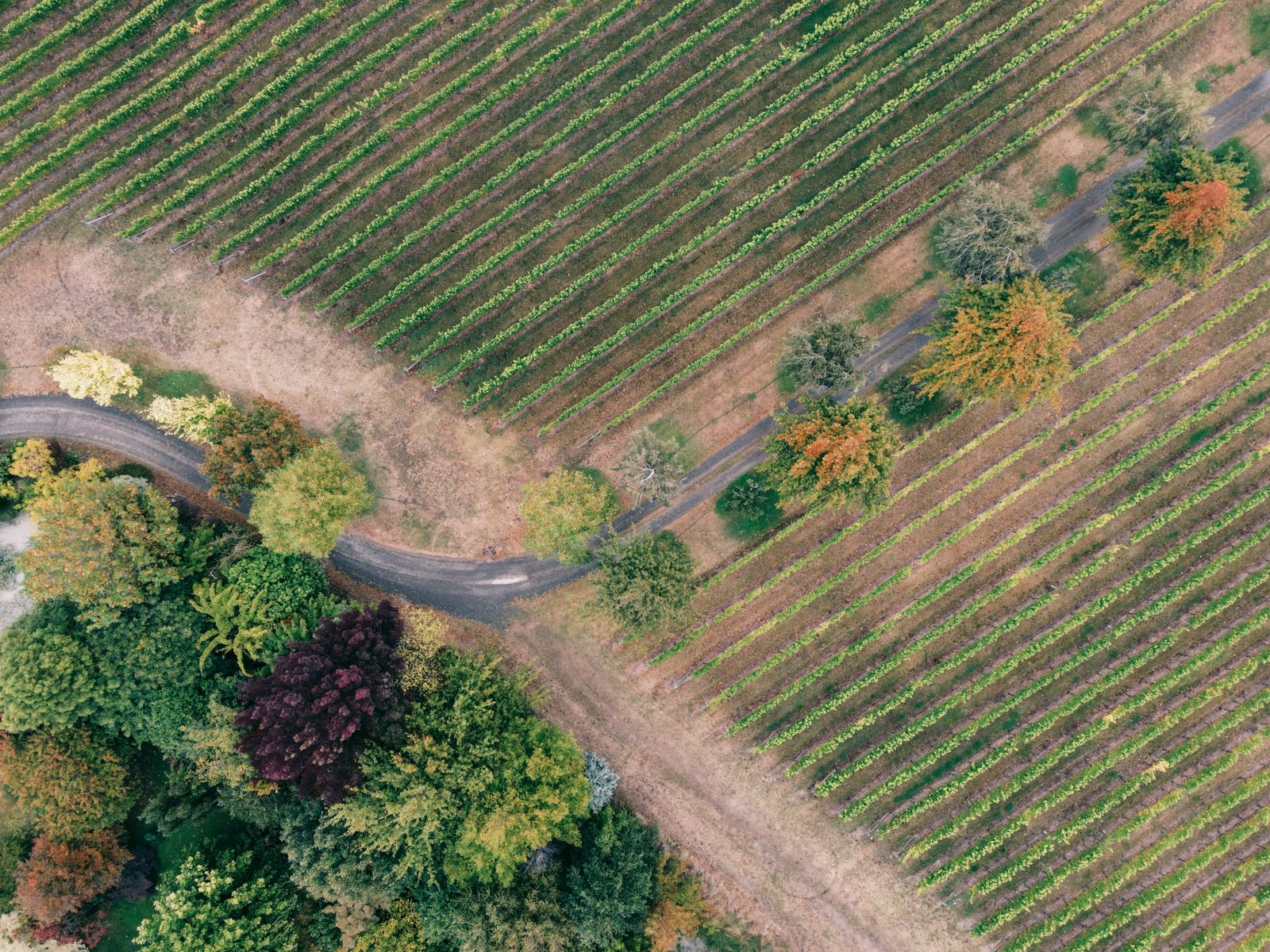 Viñedo desde el aire