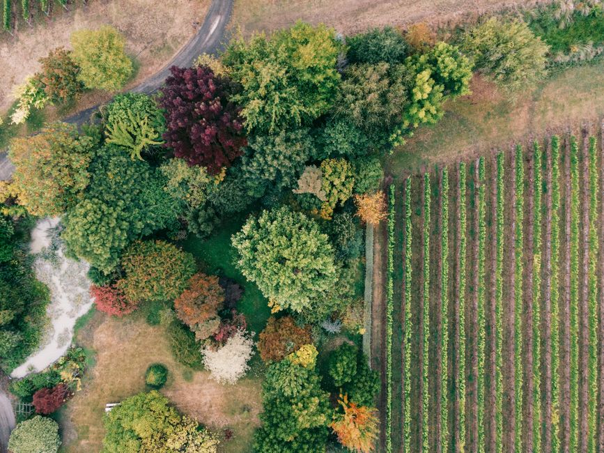 Aerial photograph showcasing autumn foliage and a vineyard in fall colors.