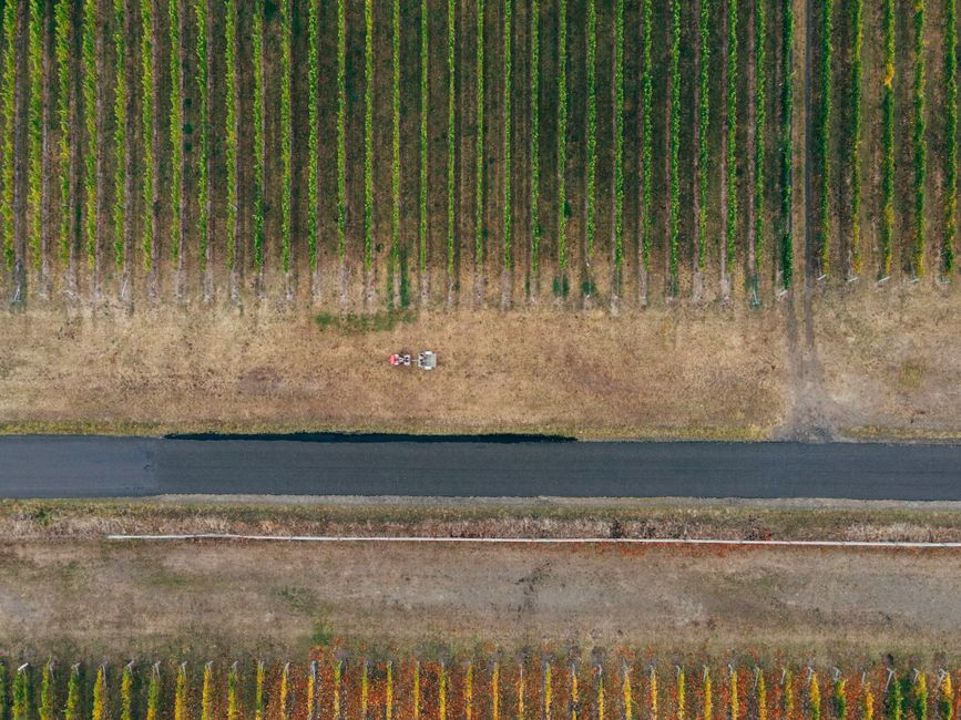 Aerial shot of vineyard rows during fall with a road and equipment in view, showcasing autumn colors.