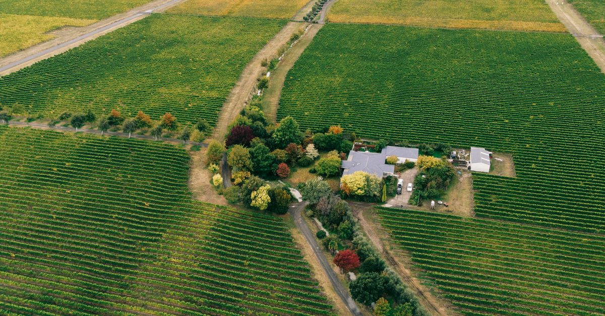 Drone shot of expansive vineyards in fall, showcasing vibrant seasonal colors.
